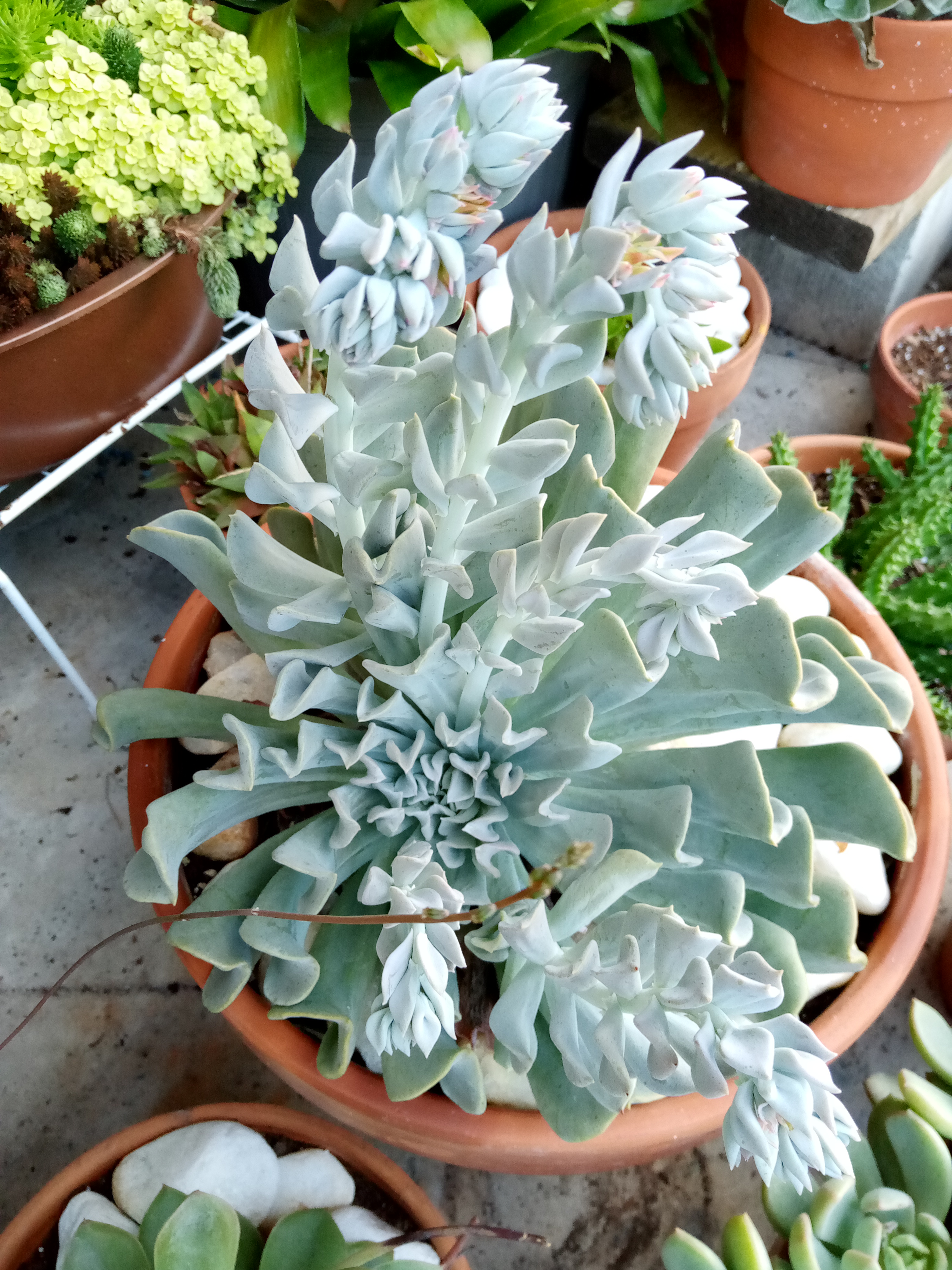 Echeveria runyonii - Topsy Turvy.jpg